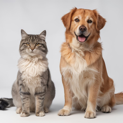 Pet (1)