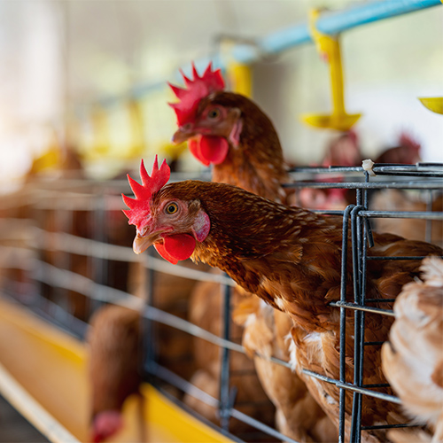 Poultry (1)