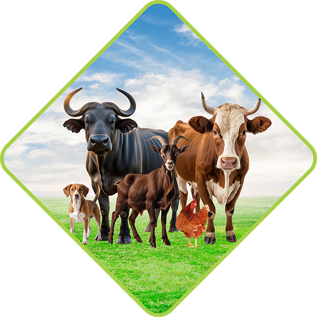 Herbal Animal Feed Supplement