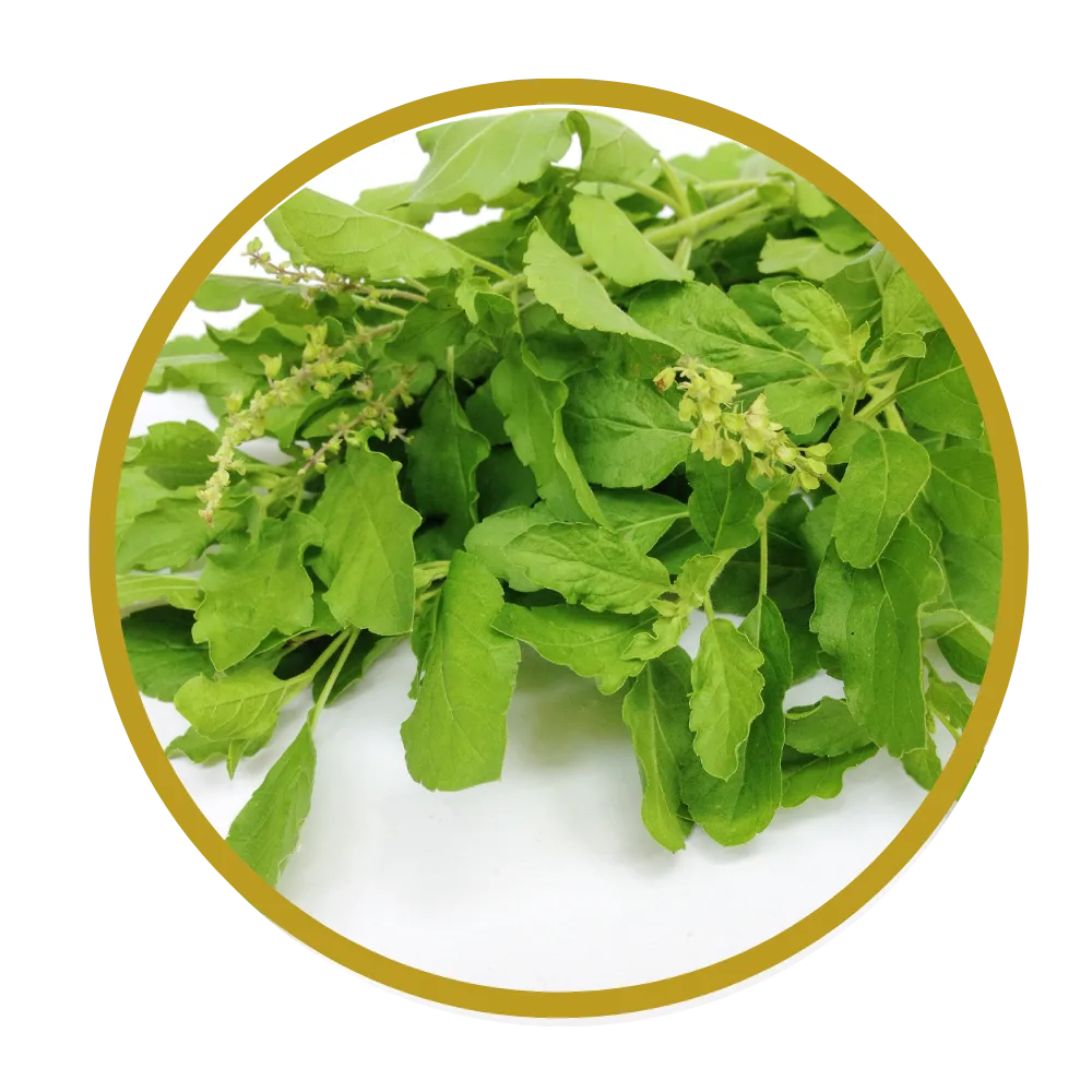 Tulsi