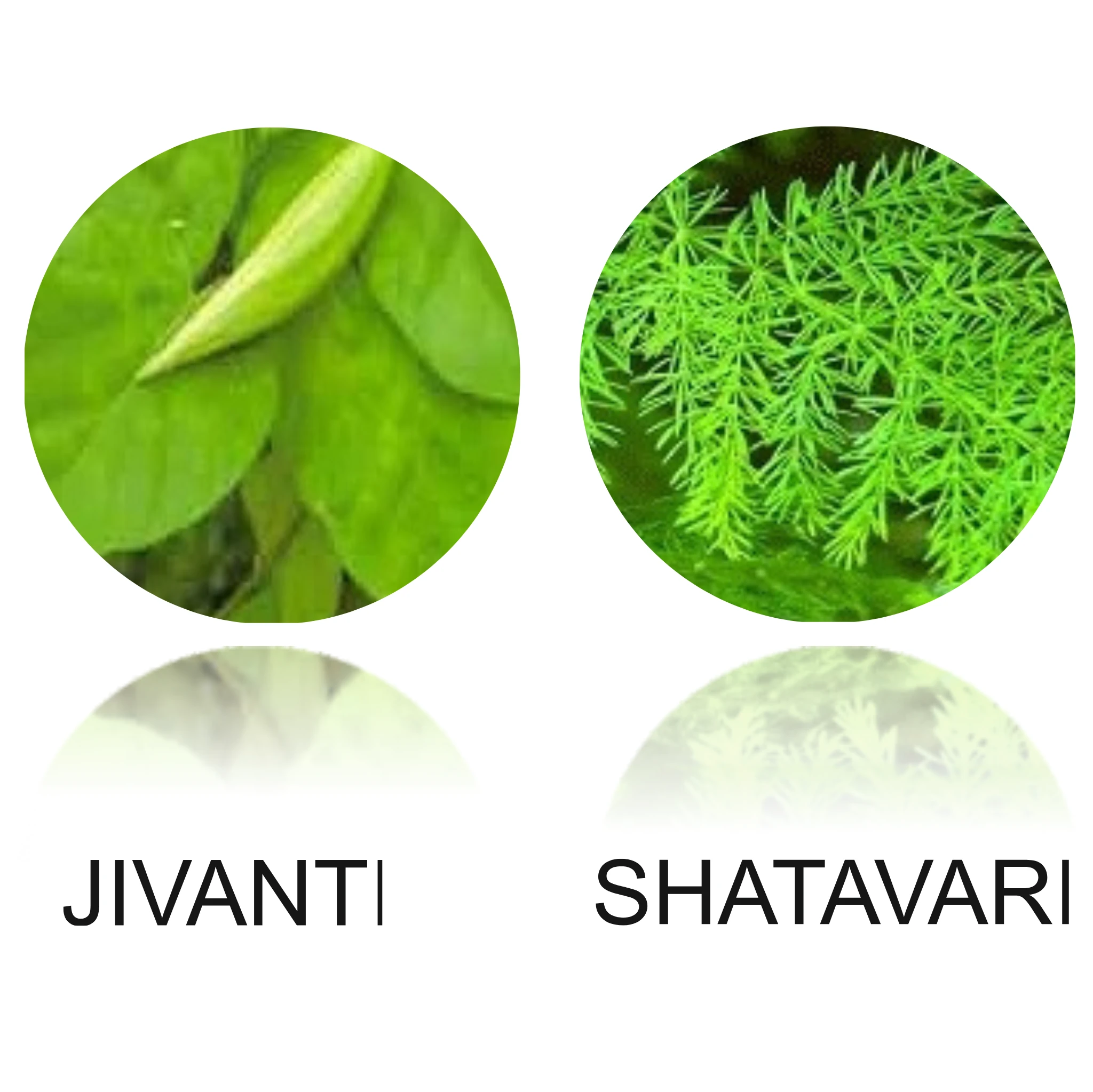 jivanti shatavari