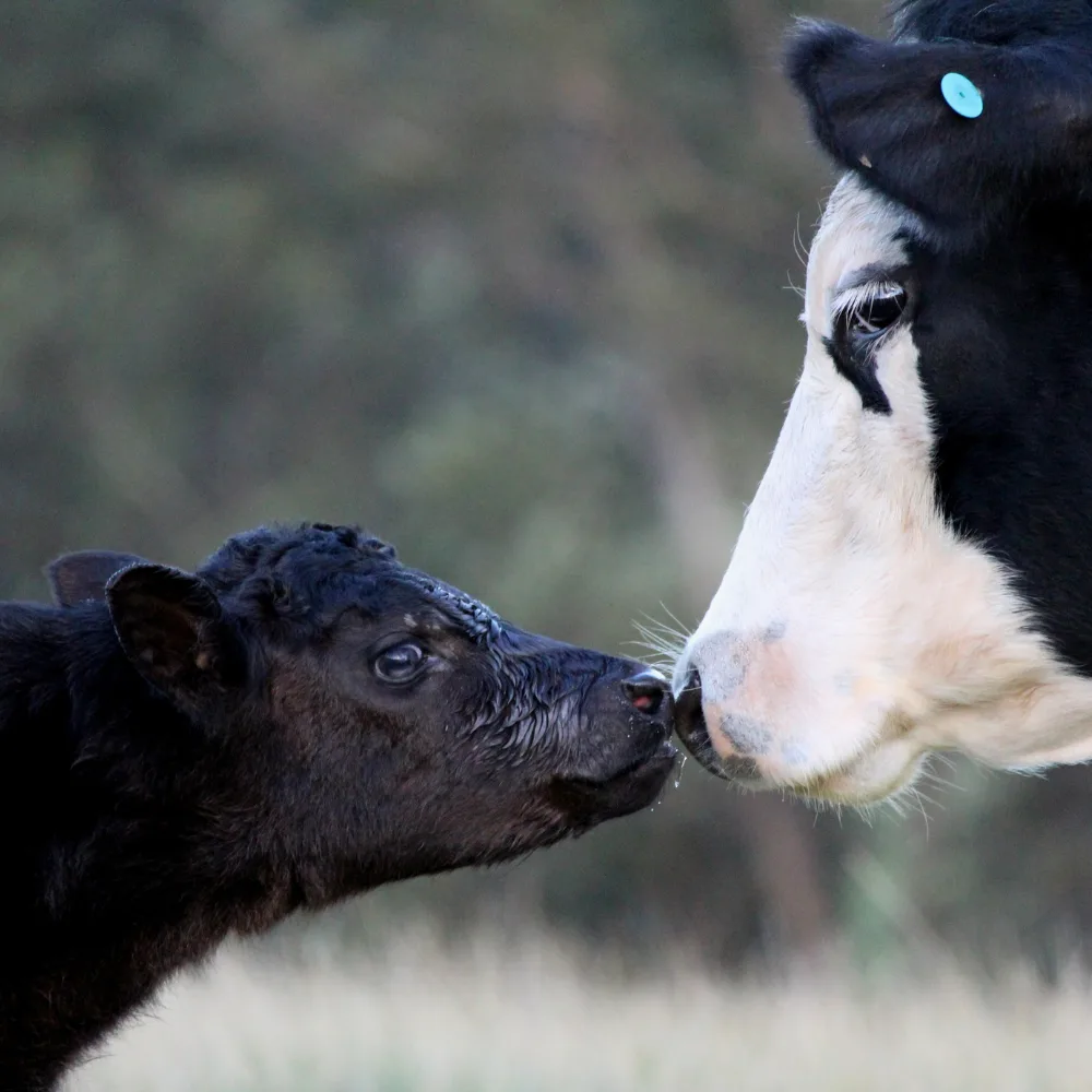 Herbal Anoestrus Treatment in Cattle