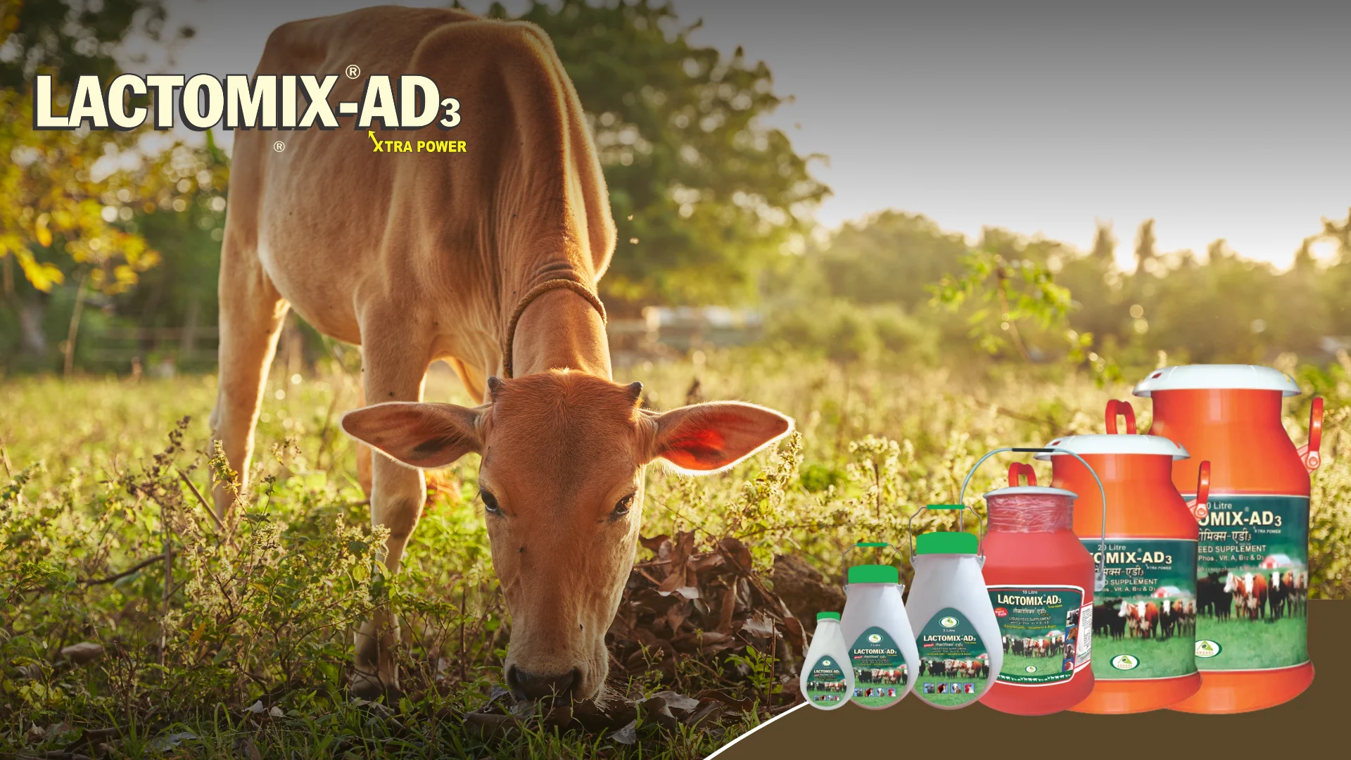 Oral Calcium Supplement for Dairy Animals