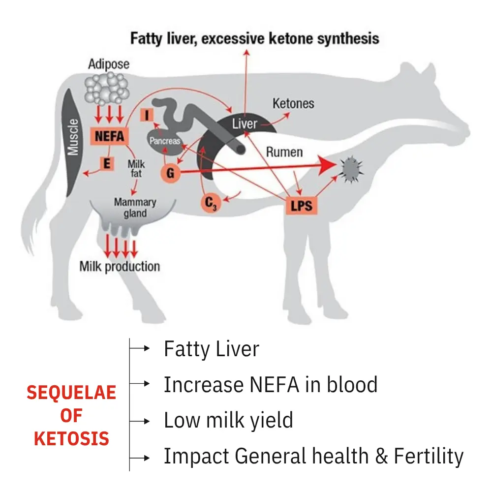 Ketosis in cow