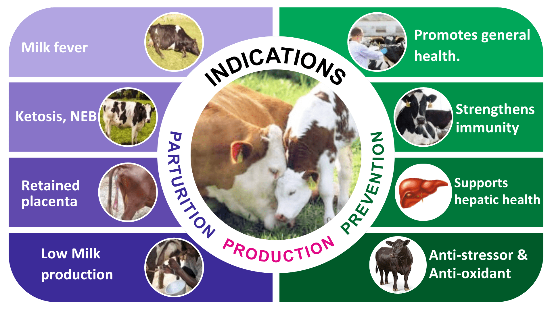 Low Milk production