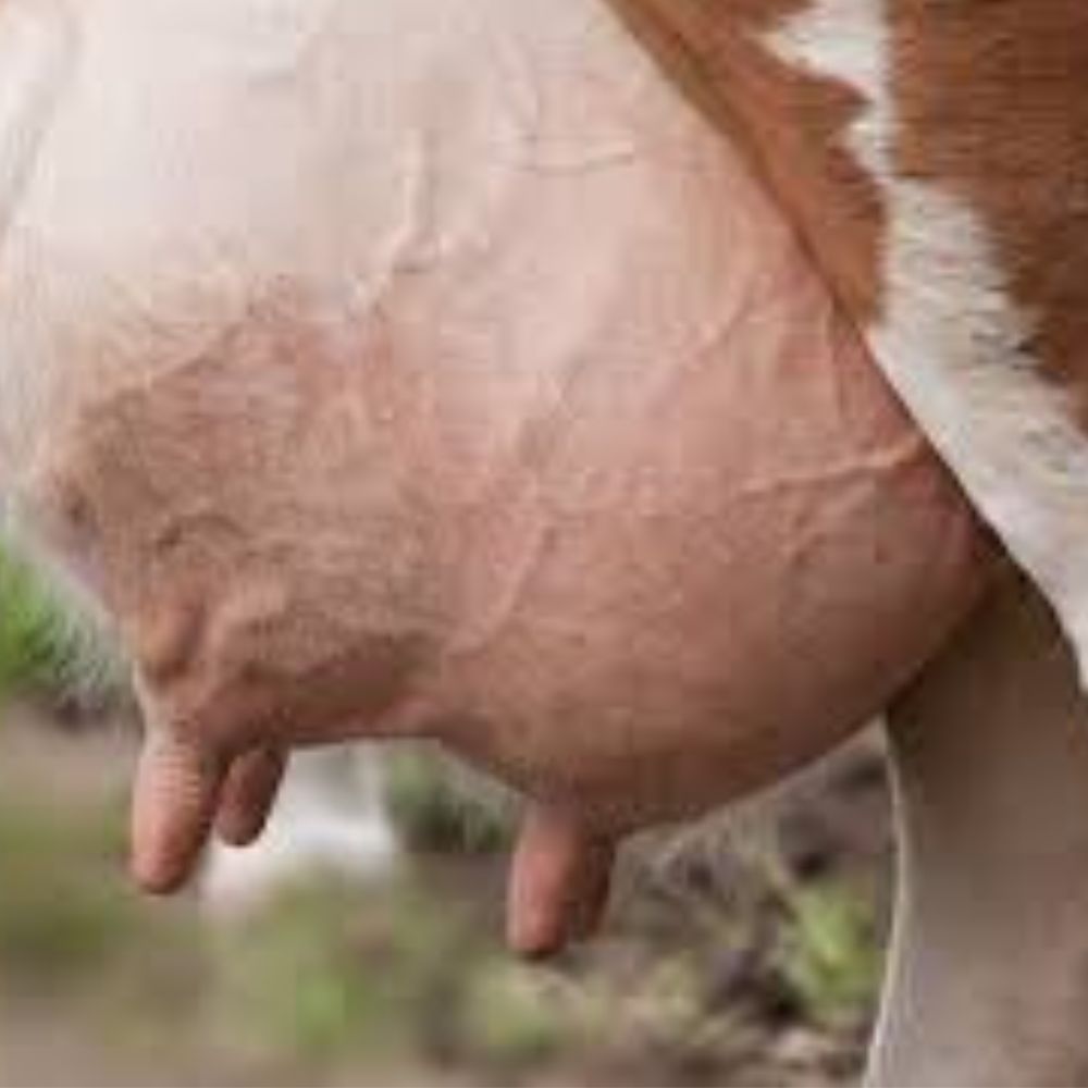 lOW MILK PRODUCTION