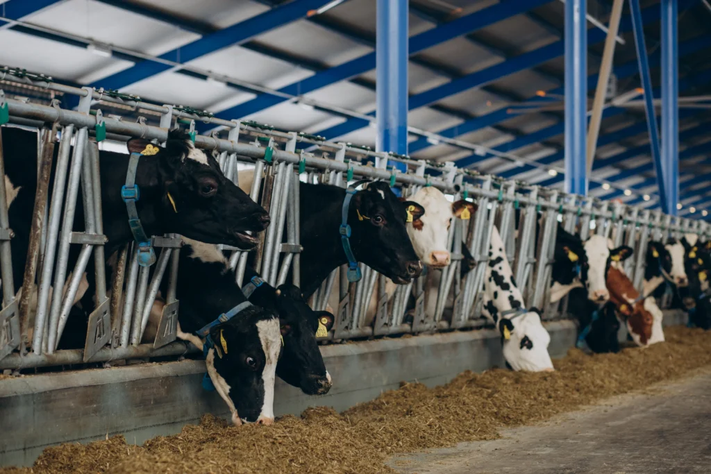 Animal Feed Supplement: Importance, Types & Benefits for Modern Dairy Farming