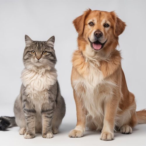 Pet (1)